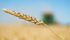 Fusarium hasn’t been a big issue this winter at organic production meetings in Saskatchewan, he added. | File photo