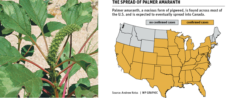 With new crops come new weeds, warns U.S. scientist
