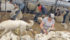 Laverne Struck takes a firm hold on the legs while shearing the underbelly. The team works together like a well-oiled machine.
| Judith Wright photo