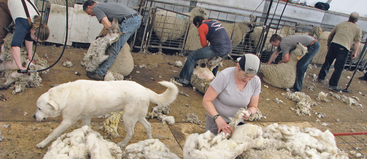 Laverne Struck takes a firm hold on the legs while shearing the underbelly. The team works together like a well-oiled machine.
|  Judith Wright photo