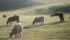 A Saskatchewan cattle producer explains how he has been able to improve his soil since converting from grain production. | File photo