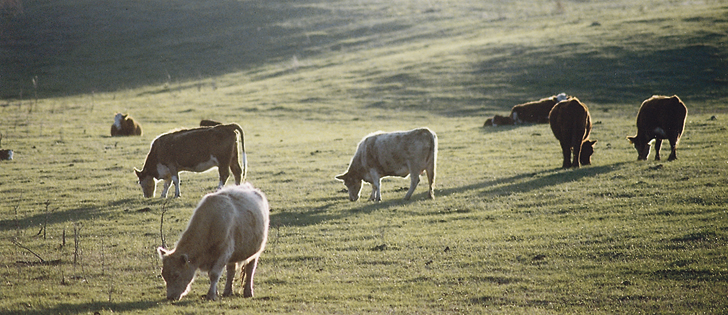 A Saskatchewan cattle producer explains how he has been able to improve his soil since converting from grain production.  |  File photo