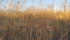 A canola, lentil and pea field generated a much larger margin than monocrop strategies for southeastern Saskatchewan producer Colin Rosengren. | Colin Rosengren photo