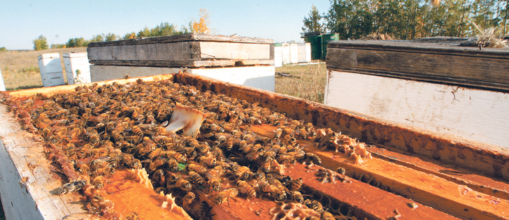 If consumers believe honey is contaminated with residues it could hurt the entire industry, warned a Canadian industry official.  | File photo