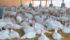 The poultry sector stopped using antimicrobials important to human health in 2014, but antibiotics are still needed in case of a catastrophe. | File photo