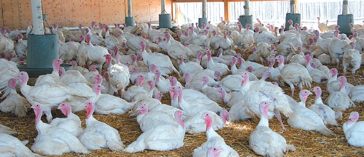 The poultry sector stopped using antimicrobials important to human health in 2014, but antibiotics are still needed in case of a catastrophe. | File photo