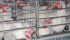 The poultry industry is moving toward controlled atmosphere stunning where birds are exposed to a gas like carbon dioxide. | File photo