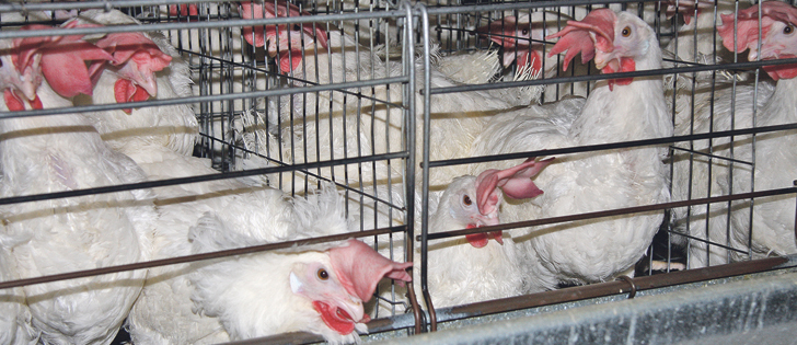 The poultry industry is moving toward controlled atmosphere stunning where birds are exposed to a gas like carbon dioxide.  |  File photo