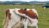 A study commissioned by the National Farmers Union is the first to calculate a monetary value for agriculture in the United Kingdom. Here, dairy cattle graze in a field near Perthshire, Scotland.
| REUTERS/Russell Cheyne photo