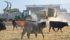 A researcher at the University of Florida says heifers that become pregnant early in the first breeding season will remain in the herd longer and are more productive. | file photo