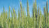 Syngenta is also making progress with its regular wheat breeding program in Canada. Two of its spring wheat varieties recently made it through the variety registration process. | file photo