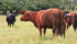Modern cows are probably more efficient, but it still costs money to maintain that higher level of productivity. | file photo