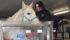 Charmaine Grad observes Zeus in the hydrotherapy machine at Coyotee Flats Equine Therapy near Vibank, Sask. | Karen Briere photo