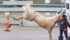 Trailering is a stressful activity for horses, which tend to be claustrophobic and don’t like being confined. | File photo