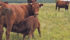 A U.S. Department of Agriculture study showed calves one to four months old have the highest risk of contracting respiratory disease. | File photo