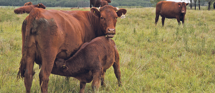 A U.S. Department of Agriculture study showed calves one to four months old have the highest risk of contracting respiratory disease. | File photo