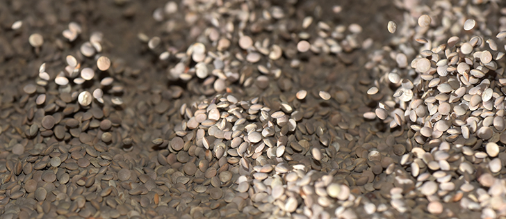 Murad Al-Katib, president of AGT Food and Ingredients, said India's pulse crop is likely an average crop. | file photo