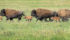 A six-year benchmarking study of bison ranches in Alberta and Saskatchewan allows producers to compare themselves to similar operations.
| File photo