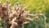 Washing and sanitation is still a recommendation, but it's no longer a point of emphasis for clubroot management. | File photo