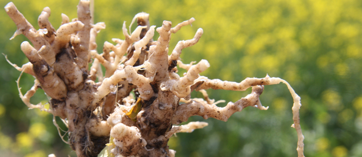 Washing and sanitation is still a recommendation, but it's no longer a point of emphasis for clubroot management. | File photo