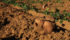 Farmers in some parts of eastern North Carolina were prevented from harvesting sweet potatoes for human consumption, diverting them to livestock feed after Hurricane Matthew pushed rivers and streams over their banks in that state and potentially contaminated the crops. | Michael Raine photo