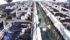 Large dairy operations, like this one milking 10,000 head in Arizona dominate the American industry. Canada has nothing of this scale. | Michael Raine photo