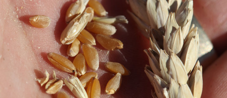 Fusarum head bight and other disease pressures plagued the 2016 harvested crop. Saved seed has manyissues for spring 2017.  |  Michael Raine photo