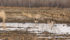 Saskatchewan's Water Security Agency predicts near normal spring runoff for most of the province except for the southeast and an area west of Hudson Bay. | File photo