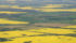 Canada's canola industry produces tens of billions of dollars of economic value, creates hundreds of thousands of jobs and is a major export earner. | File photo