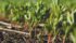 Lentils have been granted an extension to the Indian pulse crop fumigation exemption requirement. | D'Arce McMillan photo