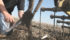 If a farmer leaves a field at the entrance the tractor, seeder or cultivator is likely covered in soil and loaded with billions of clubroot spores. | File photo