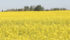 One of canola’s fathers thinks farmers might need to force their neighbours to stop over-growing canola.
| File photo
