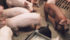 The Manitoba government’s lifting of the moratorium on hog barn construction has producers optimistic about the future. | File photo