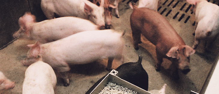 The Manitoba government’s lifting of the moratorium on hog barn construction has producers optimistic about the future.  |  File photo