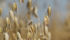 Processors may be scrambling to find milling quality oats later this spring. | USDA photo