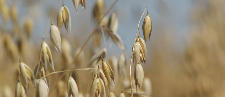 Processors may be scrambling to find milling quality oats later this spring.  |  USDA photo