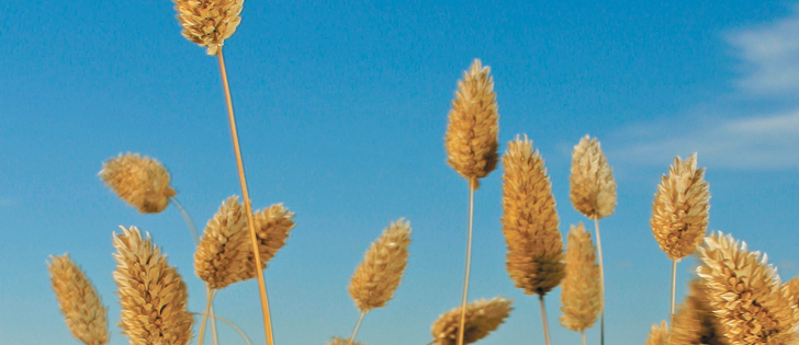 Statistics Canada pegs carryout from 2015-16 at 5,000 tonnes, while a Can Pulse Foods official estimates a 75,000 tonne carryover.  |  File photo
