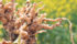 Clubroot infected fields can become unworkable for canola, forcing growers to switch to less profitable crops. | File photo