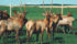 Many elk producers left the business in the early 2000s when meat and antler velvet prices were low, but prices have since risen to the point where money can be made, says official. | File photo