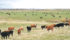 Producers have until May 31 to protect prices under the Western Cattle Price Insurance Program. | File photo