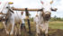 The Canadian government is encouraged to reinvest in agricultural development in the developing world.  |  File photo
