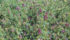 Growers in some northern Alberta regions fear “genetic modifications may not be able to be controlled” and will harm markets for the region’s alfalfa seed growers. | File photo