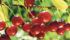 Cool weather has slowed cherry development, but it reduces the risk of spring frosts that threaten buds. | File photo