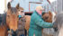 ABOVE: Kathy Kent and Art Wheat enjoy doing farm chores with the many horses raised, trained and sold at T-Bone Cattle Co. near Marwayne, Alta.
BELOW: Wheat is very selective about the animals he chooses, preferring an easy-care cow with low birth weights and high weaning rates. | Karen Morrison photo