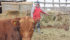Alfred Sattler visits one of his Texas Longhorn crossbreds, a result of a 15-year selective breeding project on his Regina farm.
| Karen Briere photo