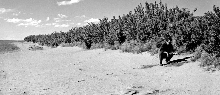 Topsoil is blown into a shelter belt near Consul, Sask., in this undated photo.  |  File photo
