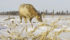 Swath grazing reduces winter feeding costs so producers who use it must plan for it this spring. | Duane McCartney photo