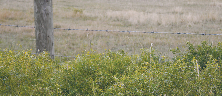 Flea beetles have been used as a biocontrol for leafy spurge since it was introduced into Canada in the 1980s.  |  File photo