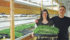 Mary Campbell and Neil Erickson produce fresh vegetables throughout the year in a climate controlled aquaponics greenhouse located at Annaheim, Sask., about 180 kilometres east of Saskatoon. | Brian Cross photo