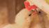 Canadian chickens, such as these day-old chicks on a broiler farm, are part of a debate over poultry welfare in this country. | File photo